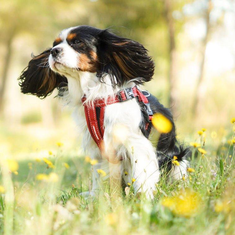 Chest Plate Dog Harness (XS) - Image 2