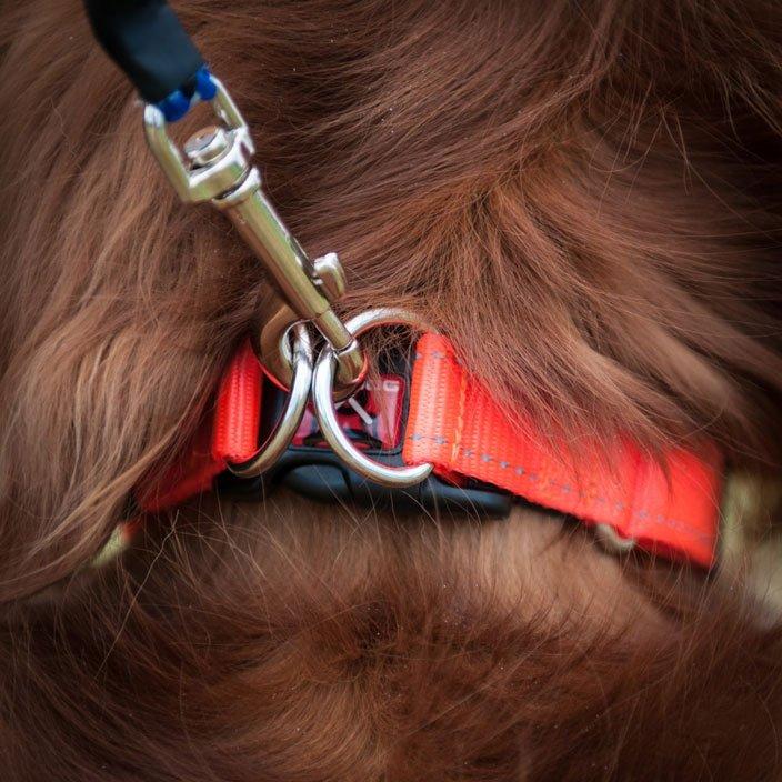 Double Up Dog Collar (Large) - Image 2