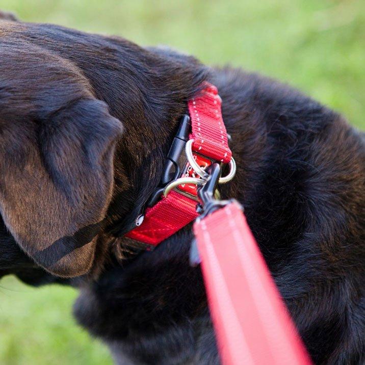 Double Up Dog Collar (Small) - Image 3