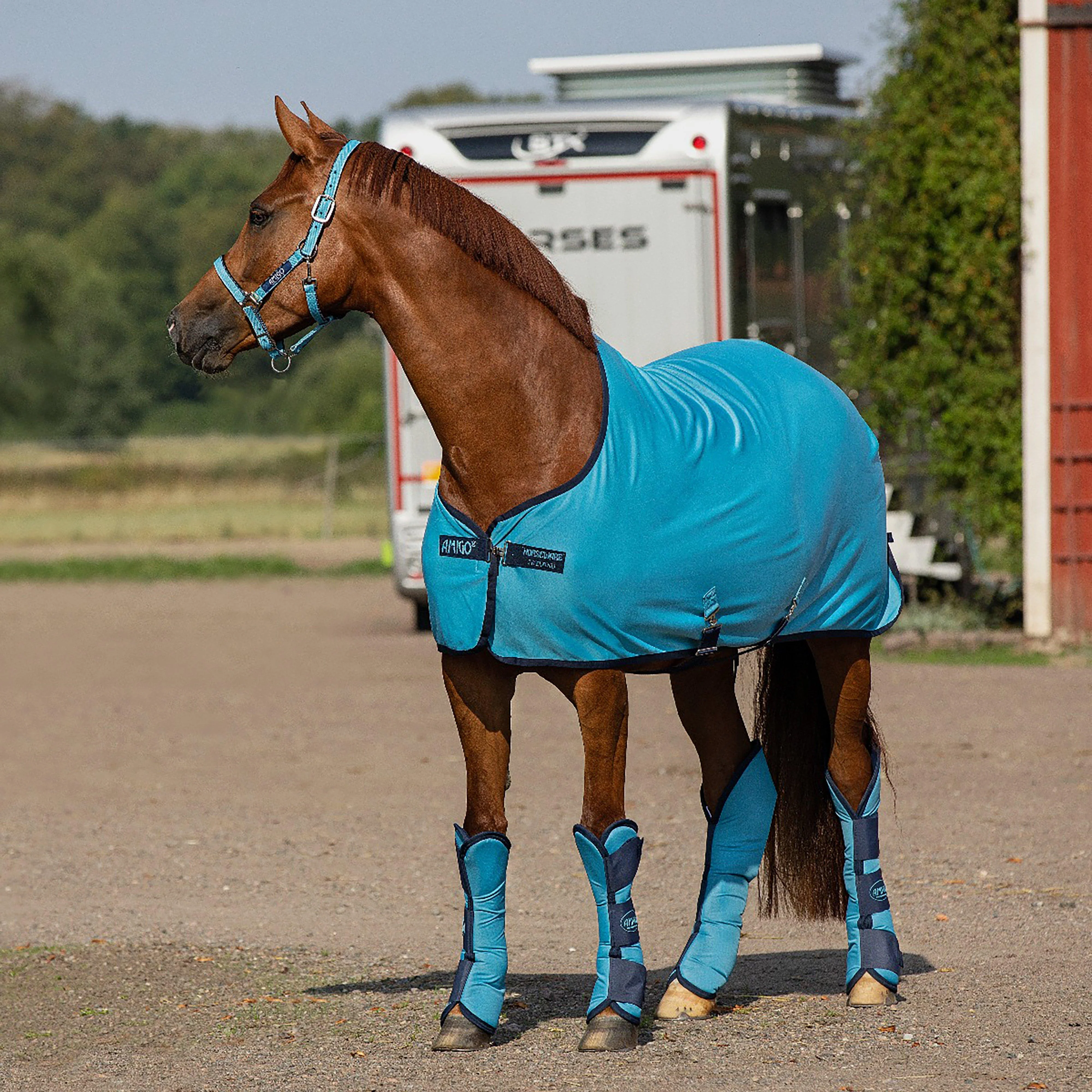 Amigo® Headcollar - Image 2