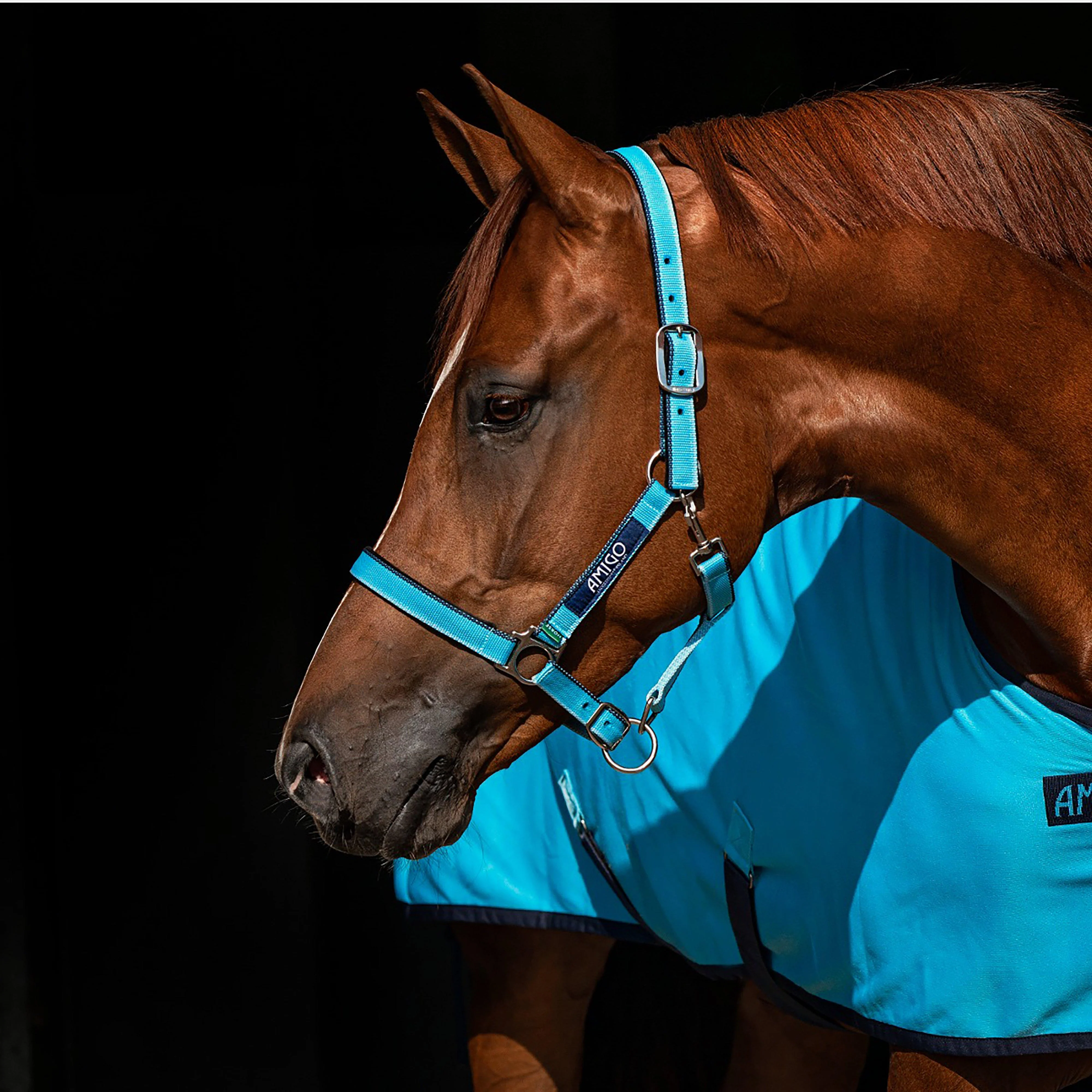 Amigo® Headcollar - Image 4
