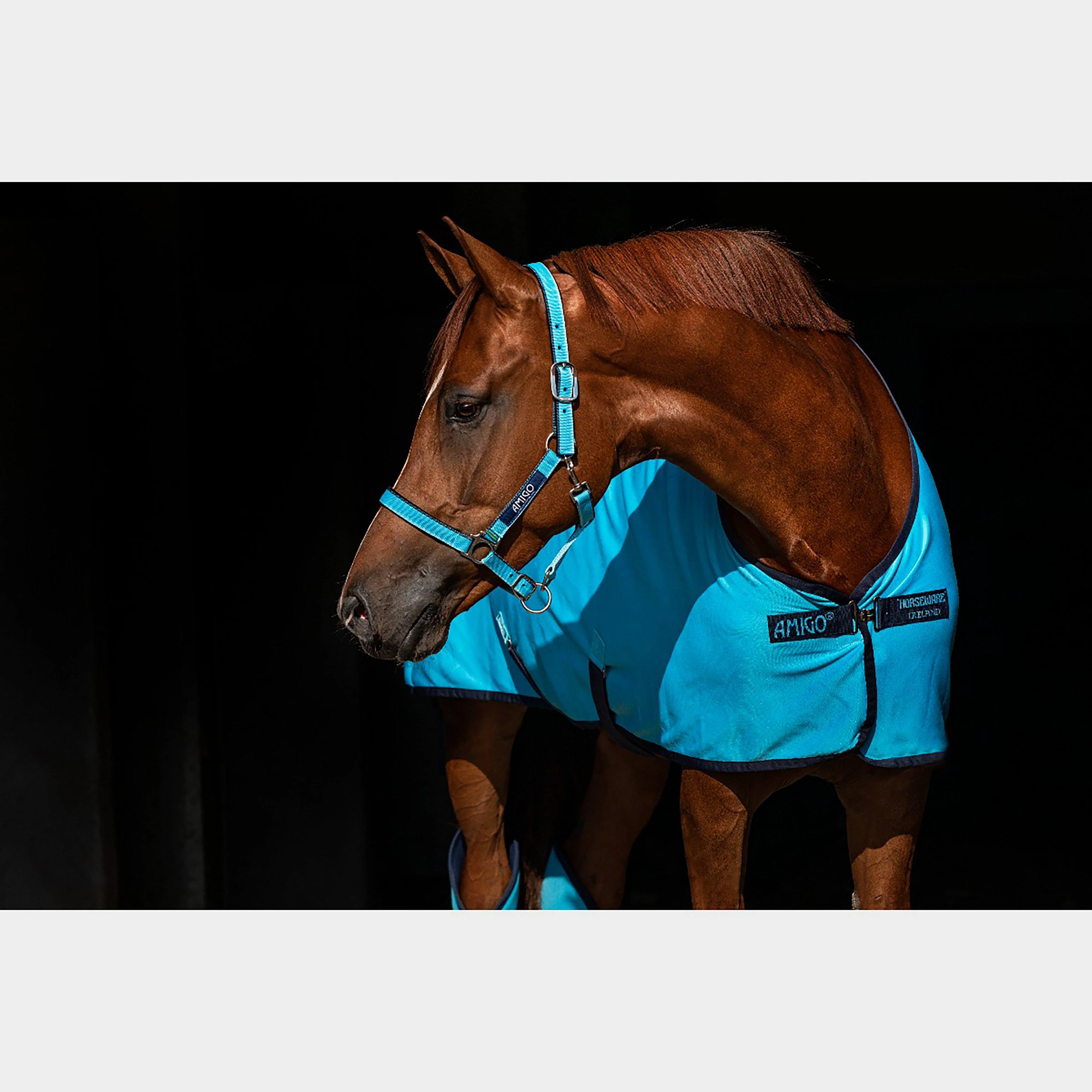 Amigo Jersey Cooler - Image 4