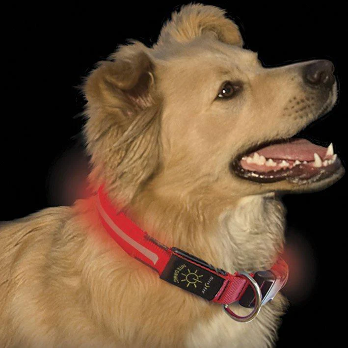 Dawg LED Dog Collar (Large) - Image 2