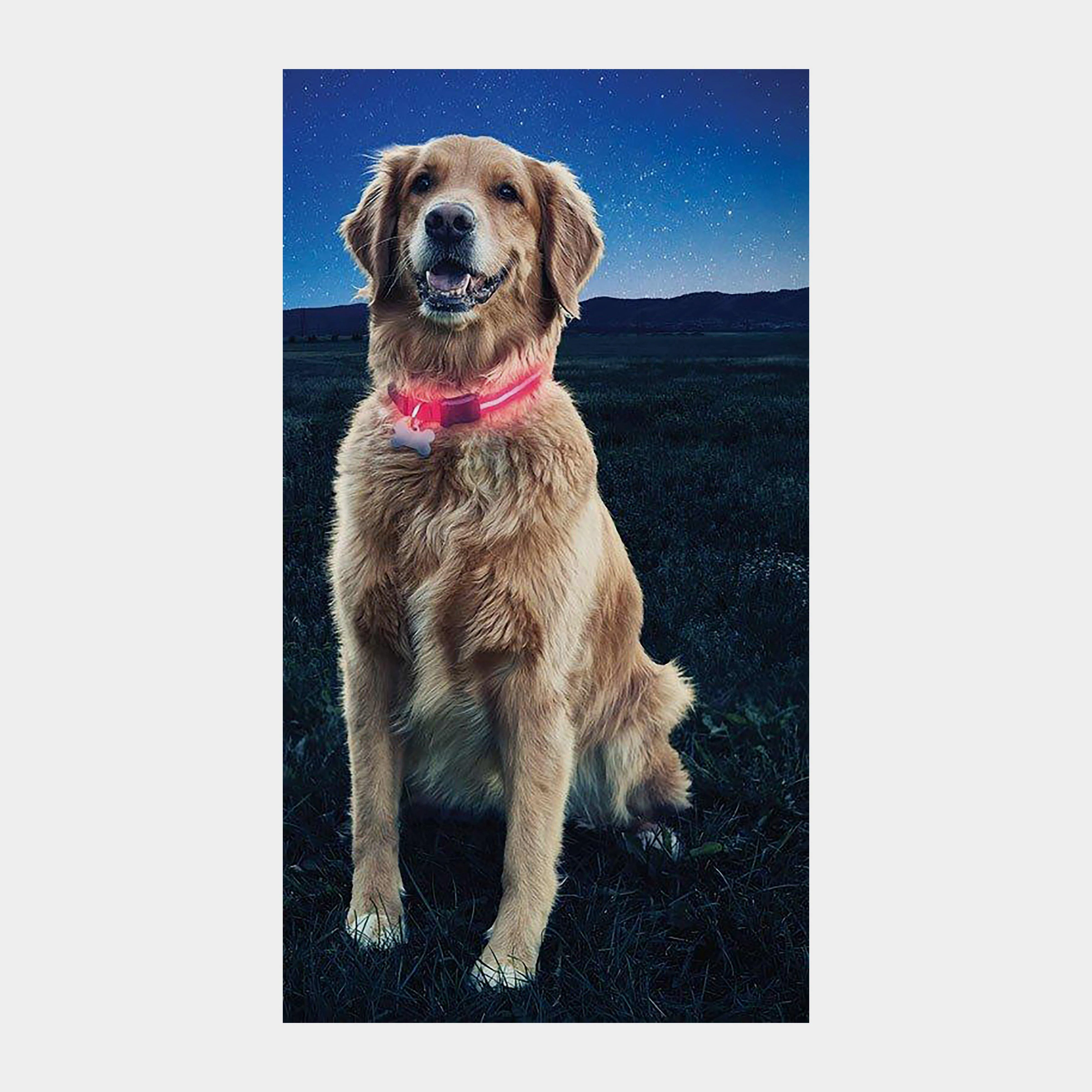 Nite Dawg II LED Collar (Large) - Image 2