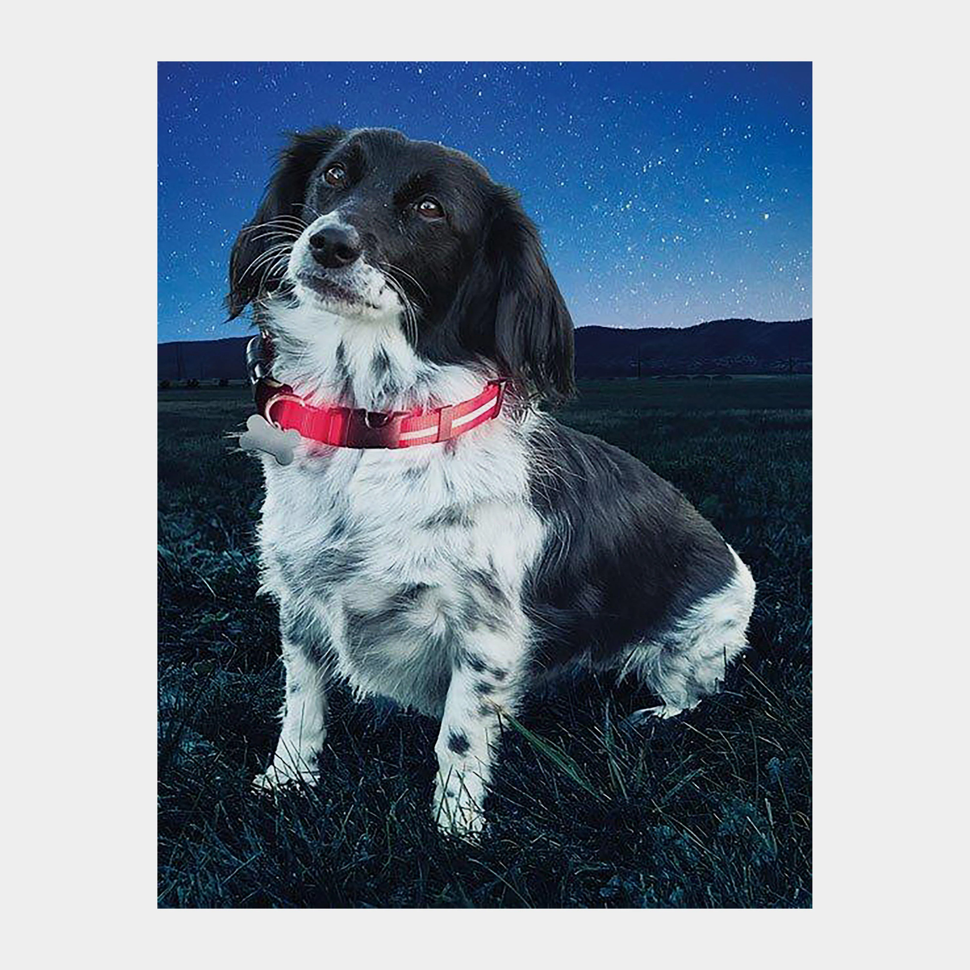 Nite Dawg II LED Collar (Small) - Image 2
