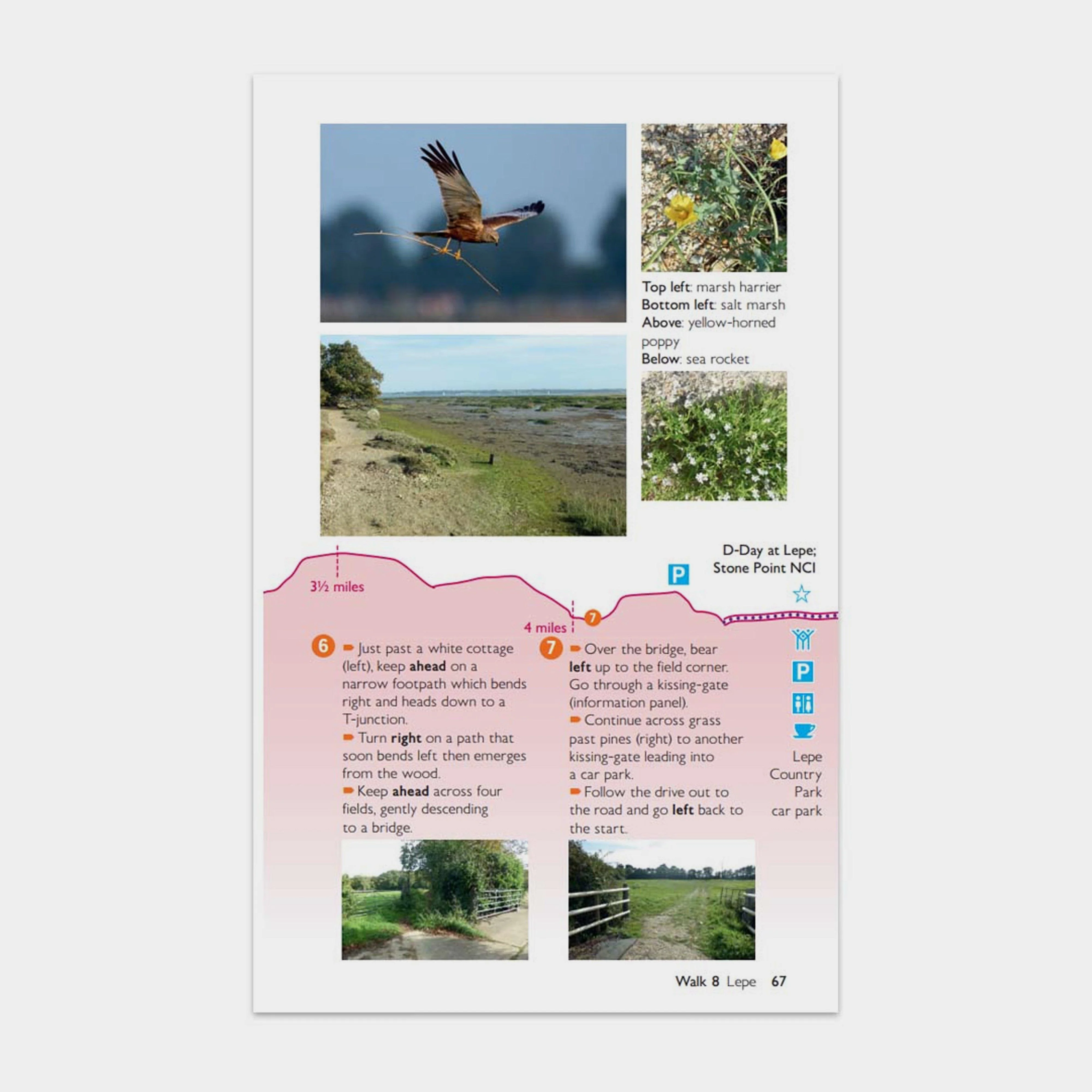 Short Walks Made Easy – New Forest - Image 5