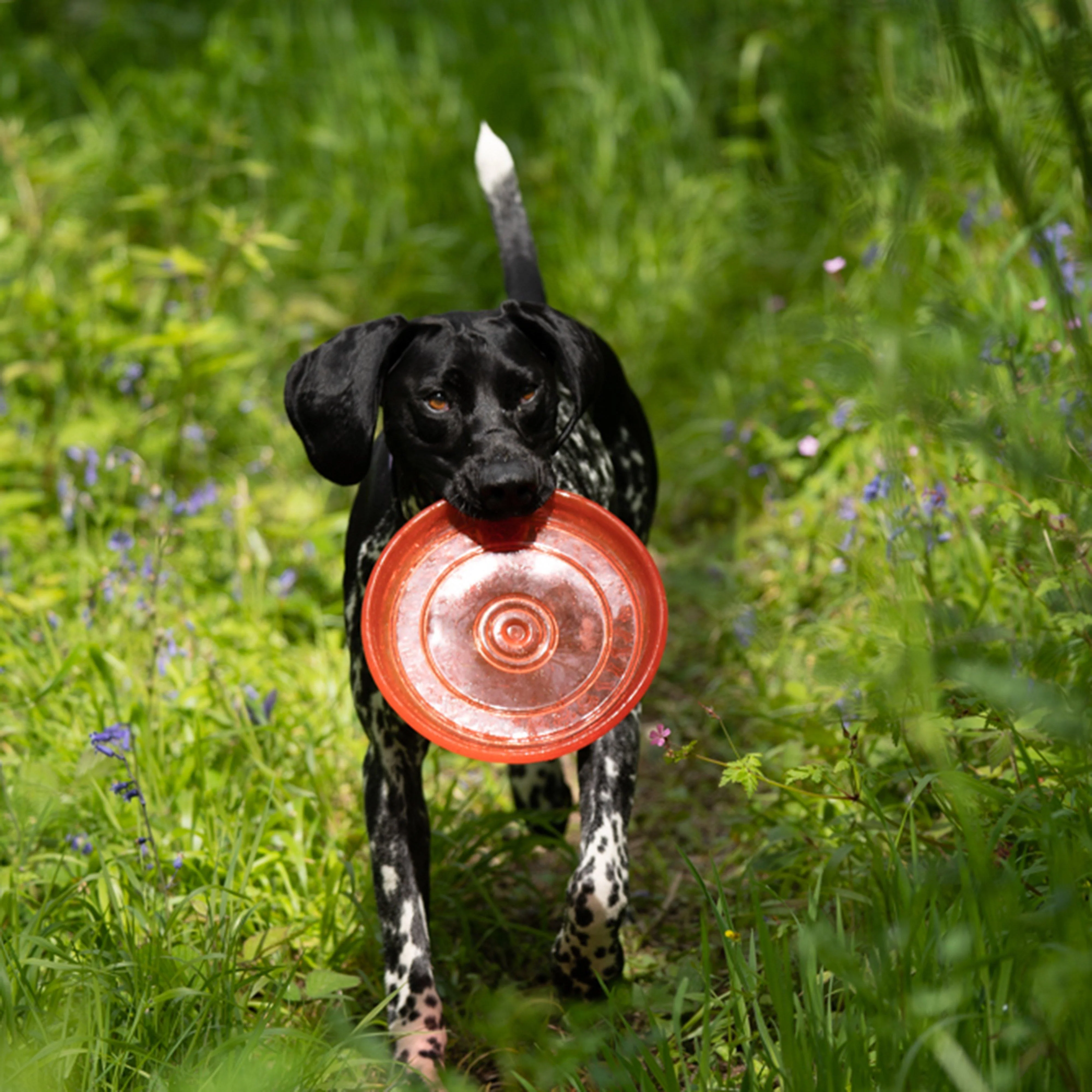 TPR Frisbee Dog Toy - Image 5