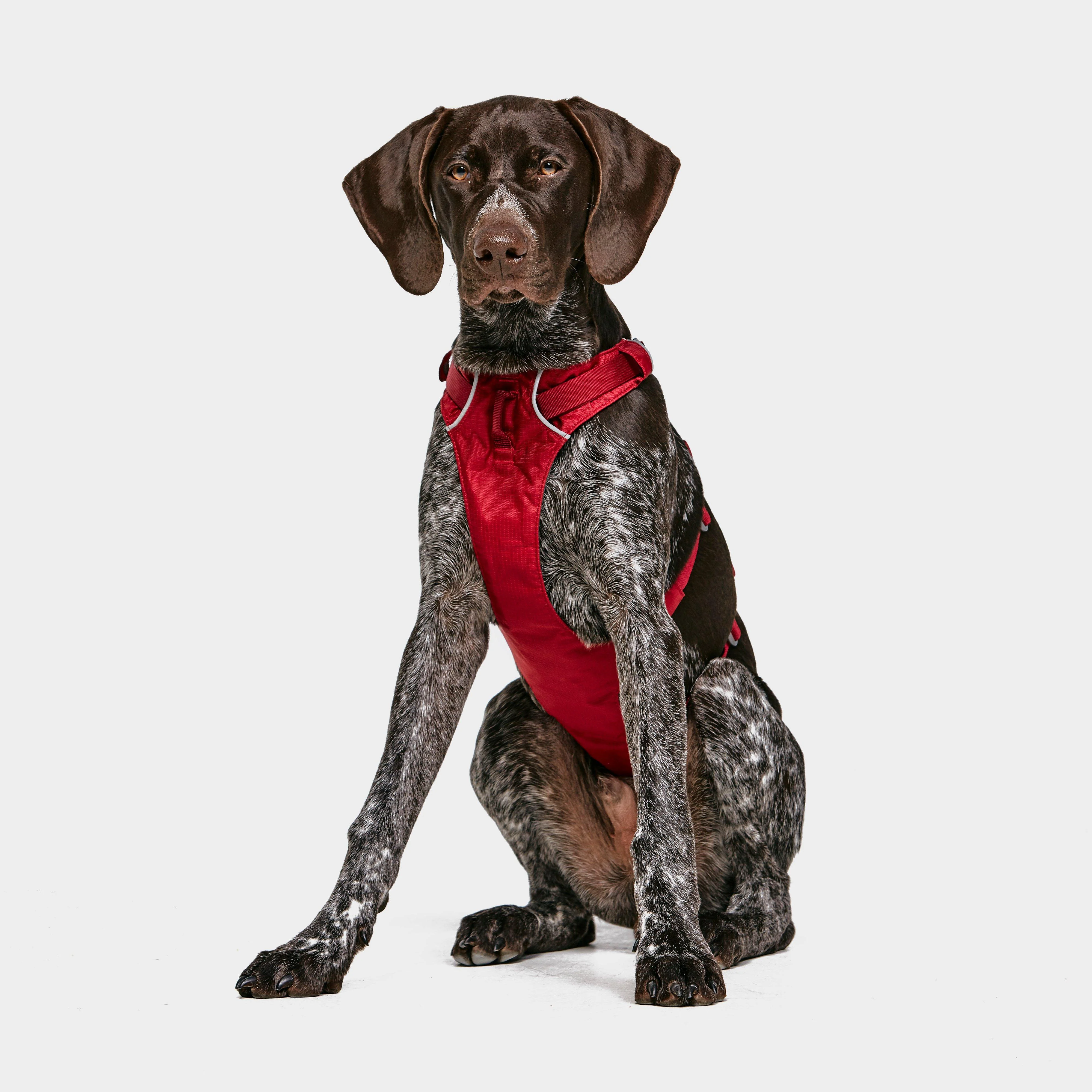 Flagline Dog Harness - Image 3