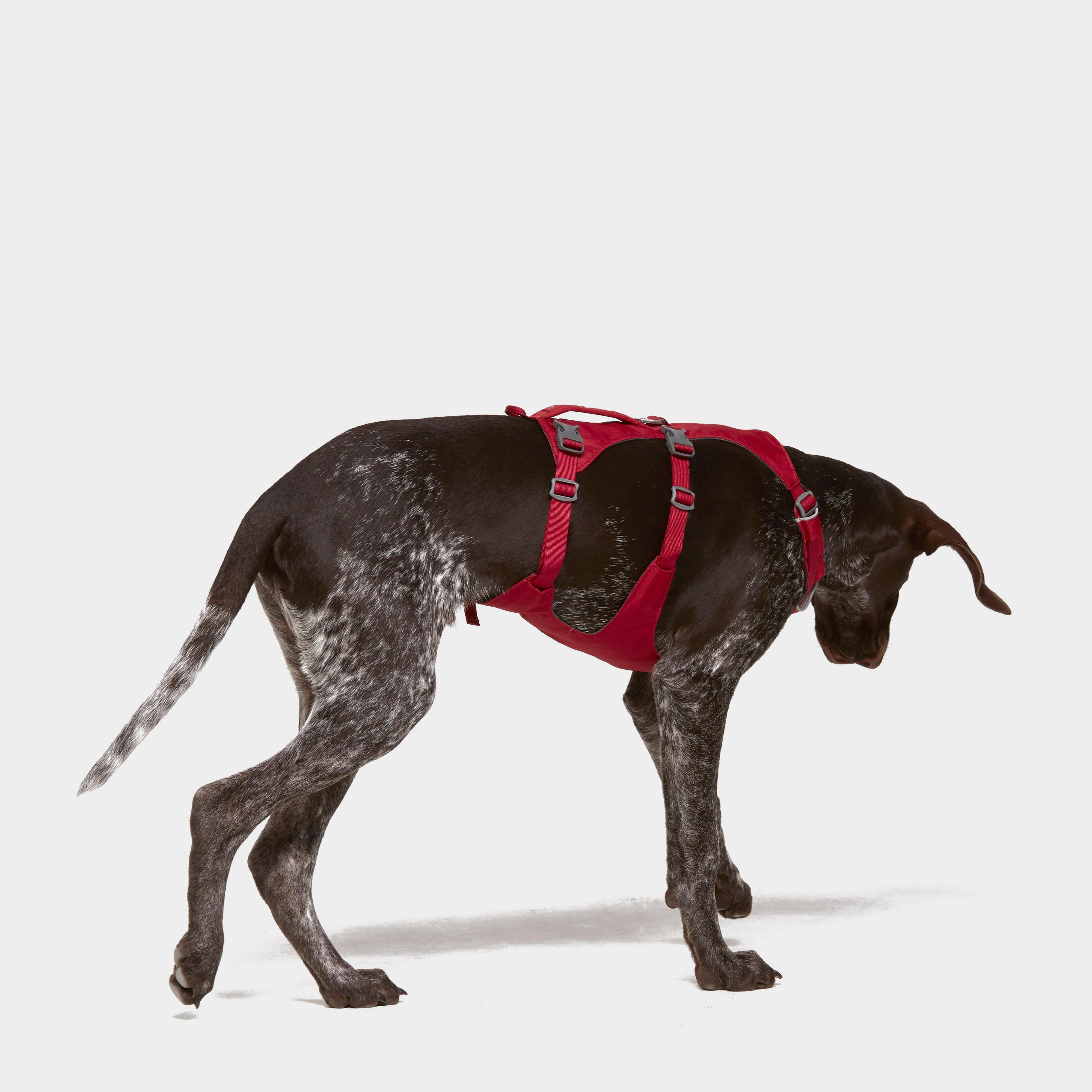 Flagline Dog Harness - Image 4