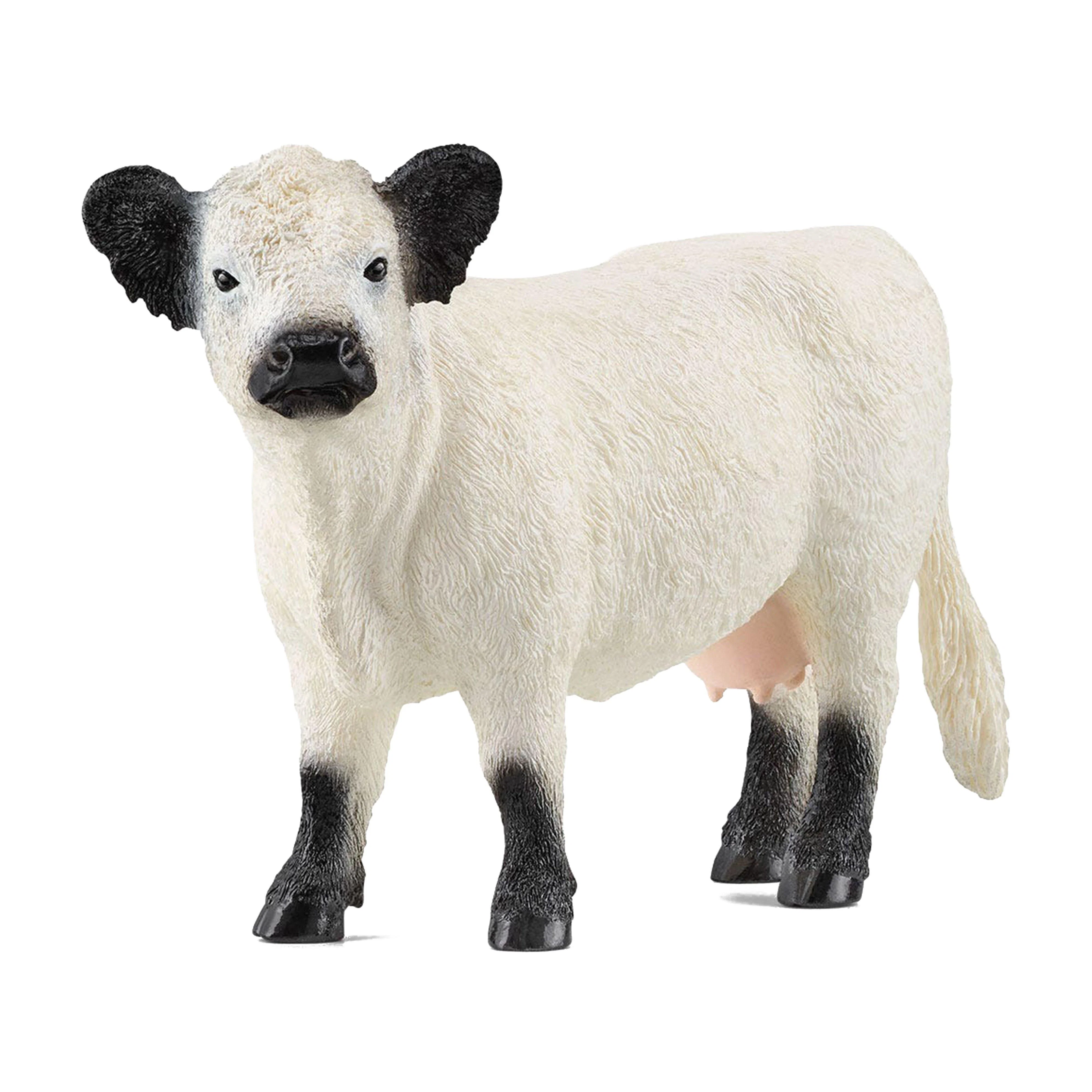 Galloway Cow - Image 3