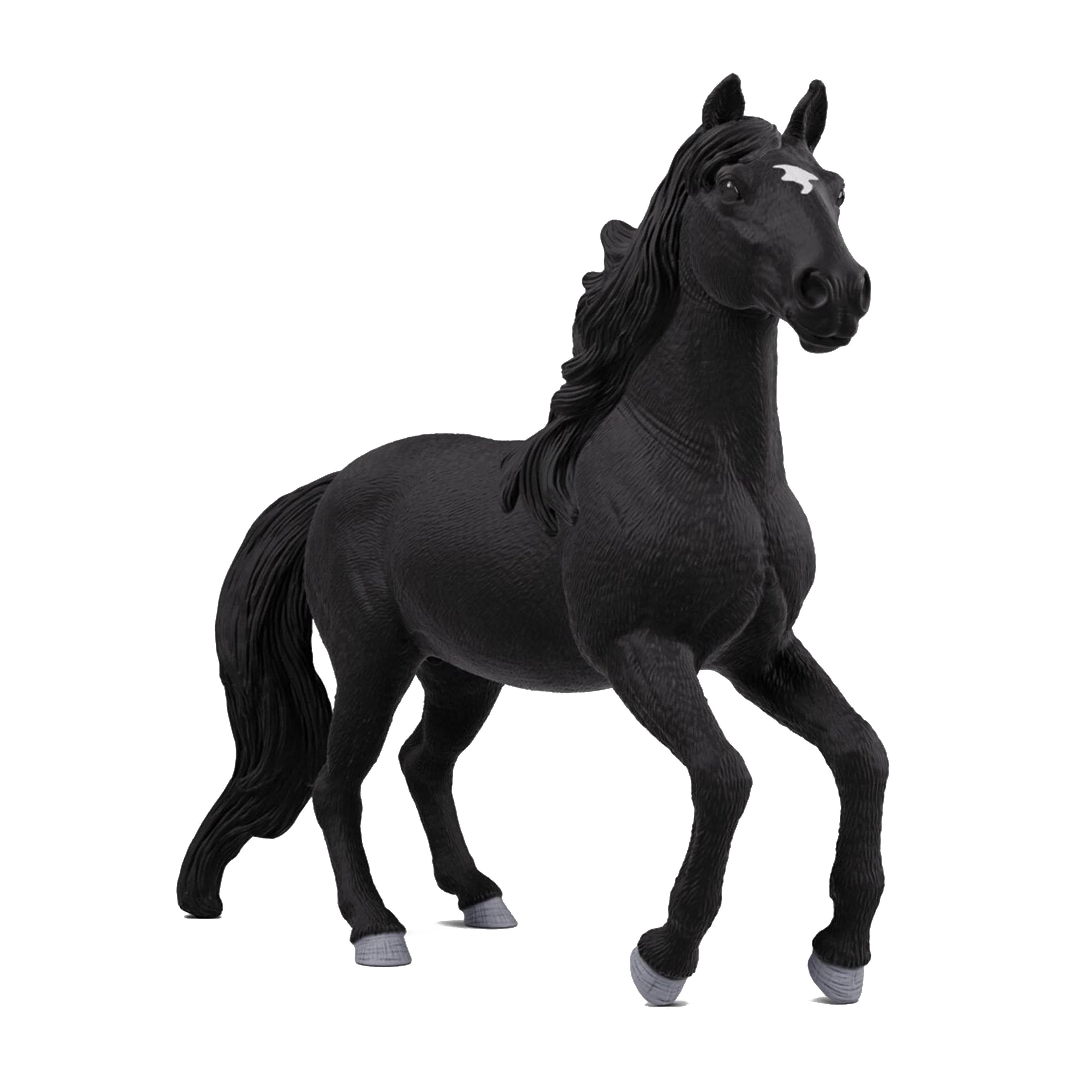 Lusitano Stallion - Image 7