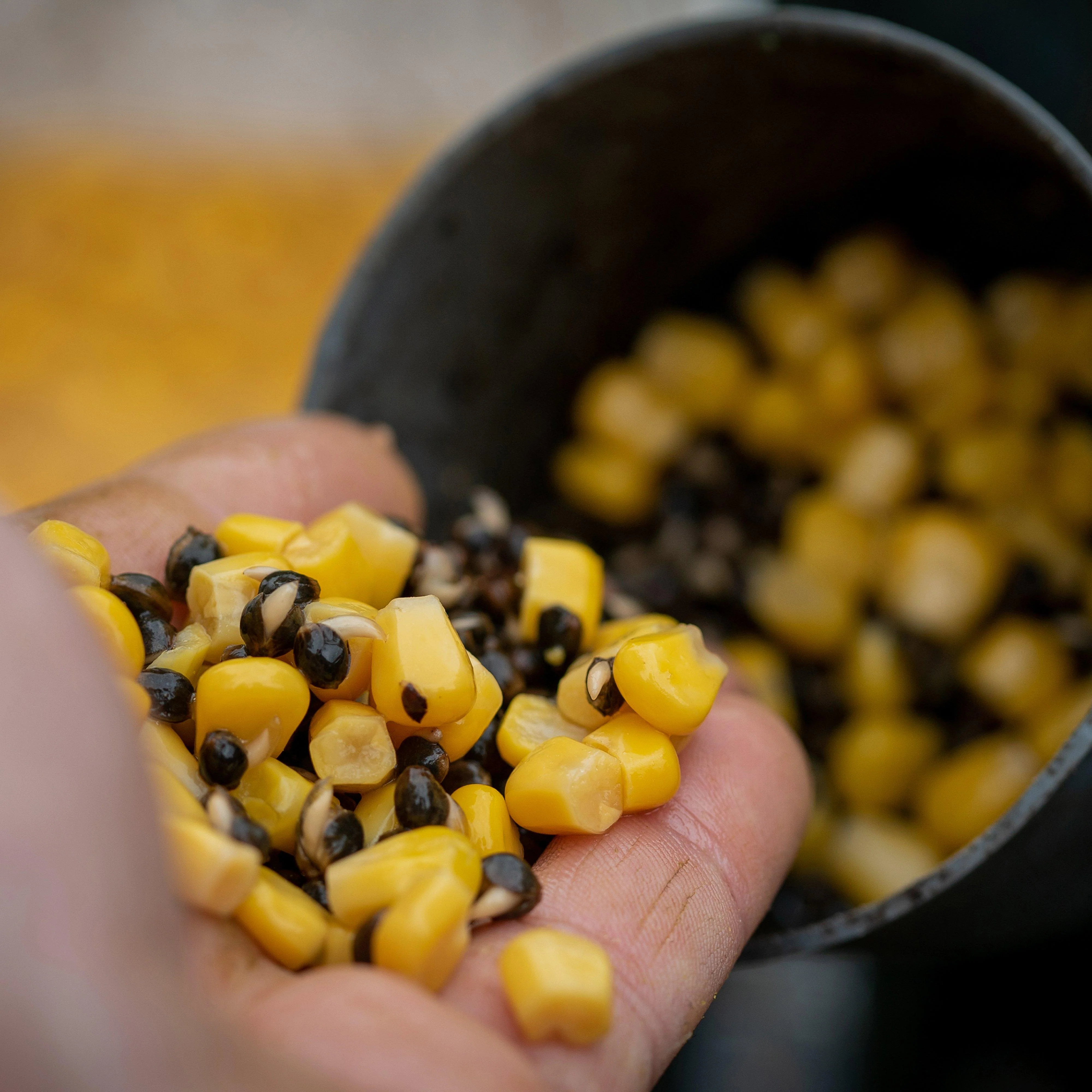 F1 Corn - Image 2
