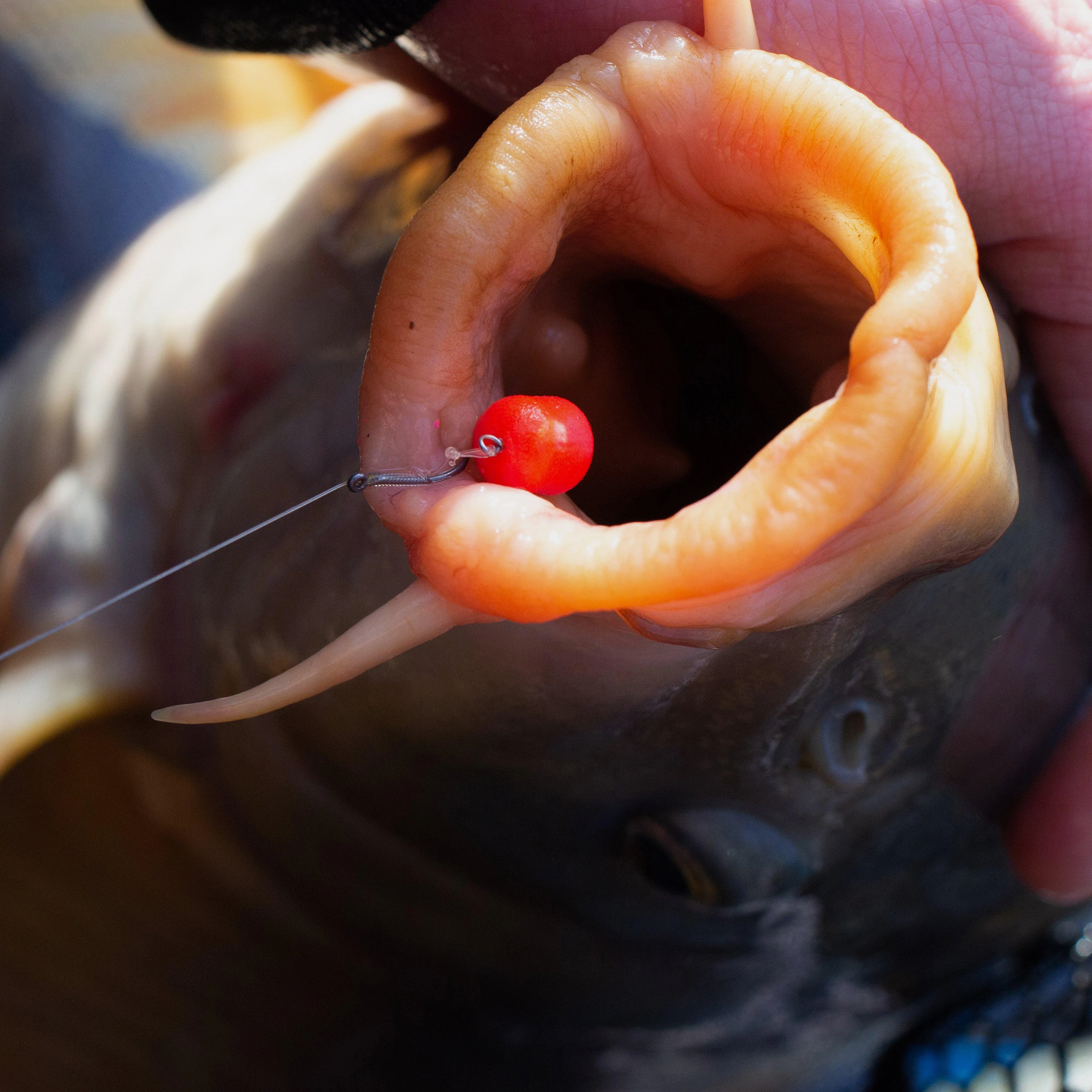 Sonu Band'um Sinkers Fluoro 10mm - Image 5