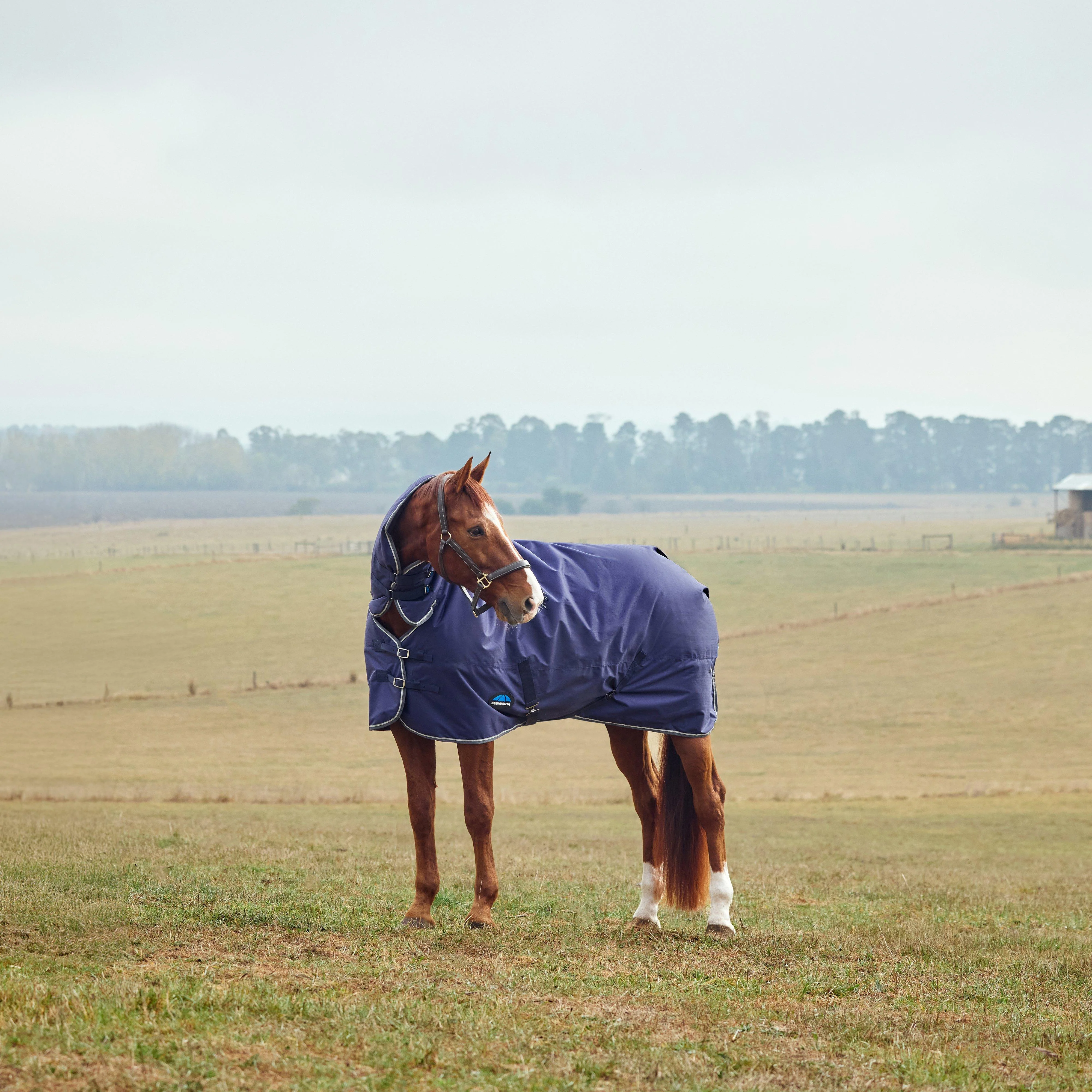 ComfiTec Tyro Standard Neck Turnout Rug 50g - Image 4