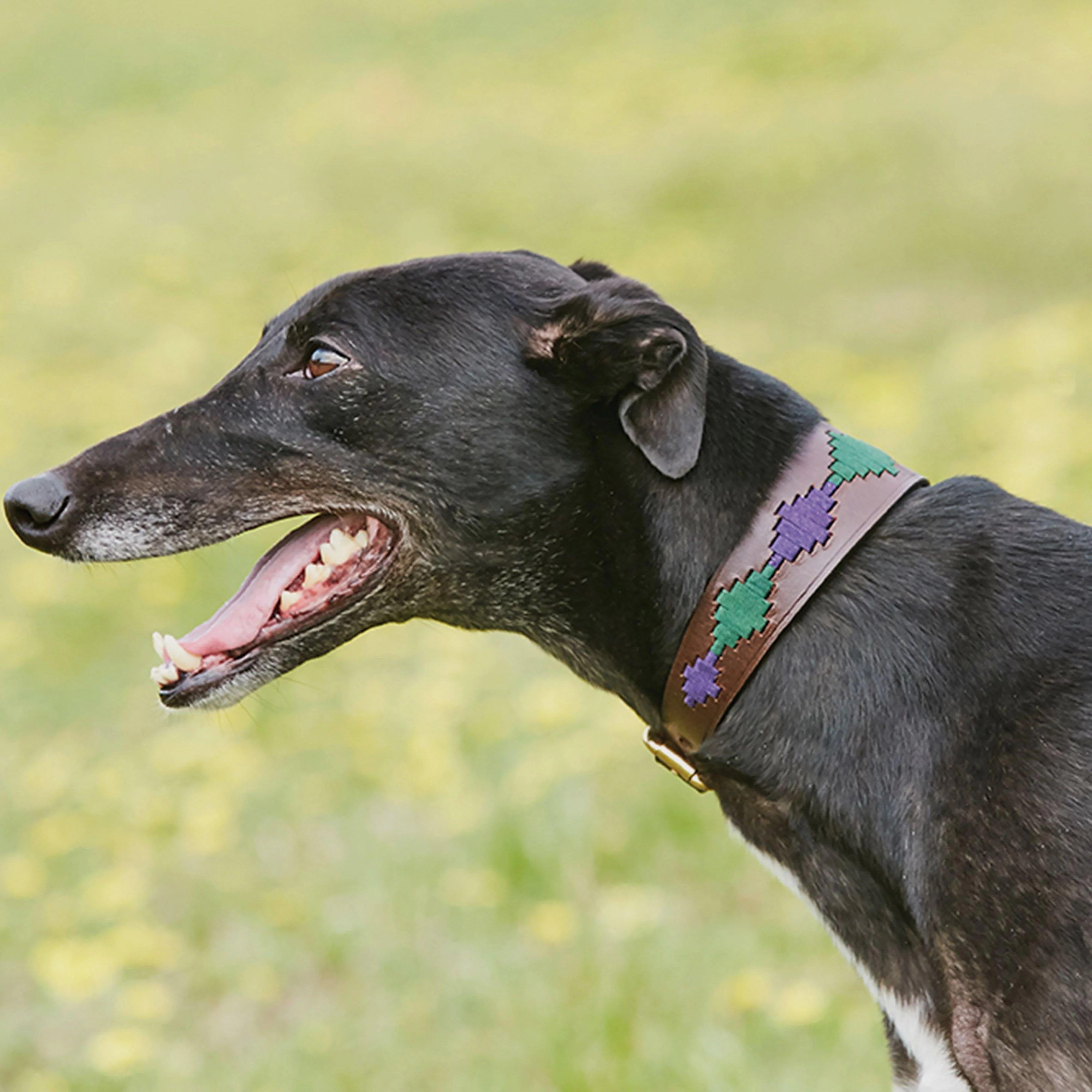 Lurcher Polo Leather Dog Collar - Image 2